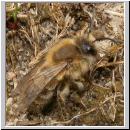 Colletes cunicularius - Seidenbiene 08.jpg